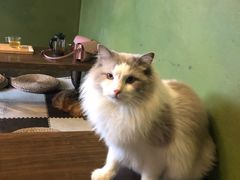 -猫猫幼稚园·撸猫·桌游·电玩