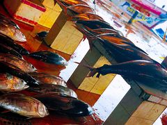 -尼甘布海鲜市场