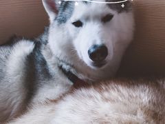 -Husky Go! 哈士奇体验馆·宠物咖啡厅狗咖