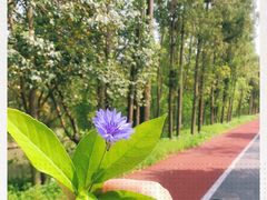 -上海长兴岛郊野公园