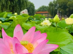 -白洋淀景区