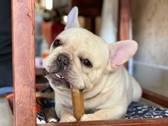 -萌宠之家·腊肠犬·马尔泰·小体犬舍