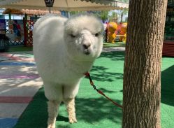 -萌宠亲子动物乐园(槐房万达店)