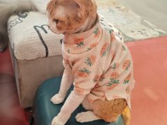 -和它·交个朋友·狗咖猫咖(爱琴海店)