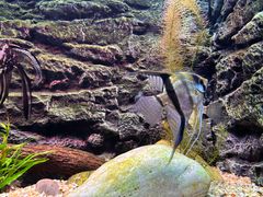 -上海海洋水族馆