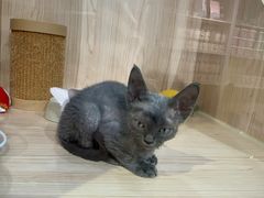 -爪爪喵星球·猫舍(卓悦中心店)