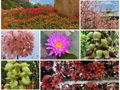 -中国科学院华南植物园