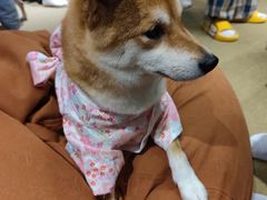 -逗柴咖啡屋·狗咖猫咖宠物桌游