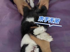 -北京观赏动物医院·24小时大型综合·猫专科·异宠专科