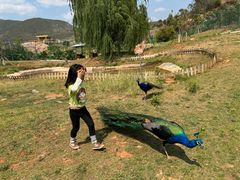 -世界恐龙谷景区