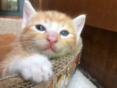 -黑色经典臭豆腐·湖南特产(步行街店)