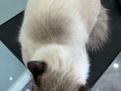 -爱洗澡的猫(望京店)