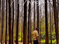 -桤木河湿地公园