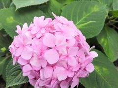 -桂满陇-十里风荷(合生汇店)