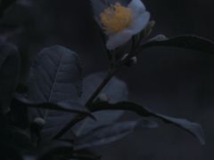 -中国茶叶博物馆(双峰馆区)