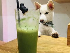 -柴务处·柴犬主题狗咖