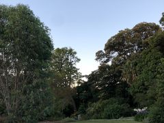 -墨尔本皇家植物园