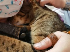 -宠爱国际动物医院·消化内科·心肾内科·ISFM猫友好(望京店)