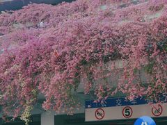 -深圳仙湖植物园