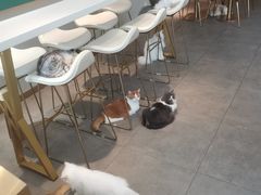 -飞行喵MR PILOT|猫舍·猫咖(静安大融城店)