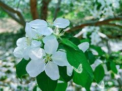 -海棠花溪(元大都城垣遗址公园)