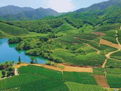 -龙坞茶村