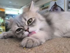 -平行世界·猫咖(首经贸店)