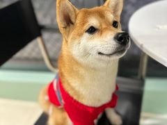 -怪兽屋·羊驼·猫咖·狗咖(俊华广场店)