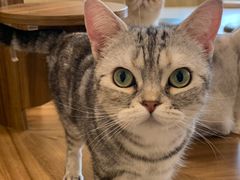 -飞行喵MR PILOT|猫舍·猫咖(静安大融城店)