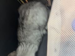 -联合动物医院(光谷诊疗中心)