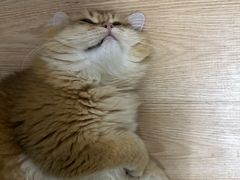 -屋虎猫馆(宝安大仟里店)