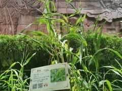 -广州神农草堂中医药博物馆