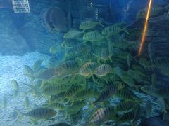 -烟台海昌鲸鲨海洋公园