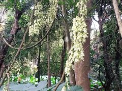 -清溪大王山森林公园