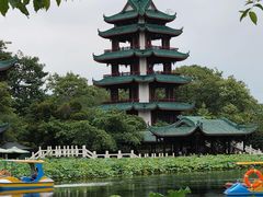 -桂湖森林公园