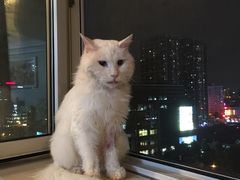 -美联众合动物医院·24h转诊中心