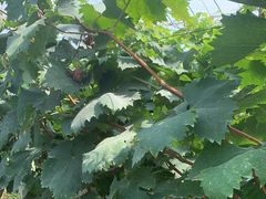 -马陆小张葡萄园农家乐