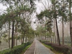 -合肥滨湖国家森林公园