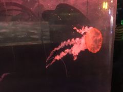 -重庆欢乐海底世界