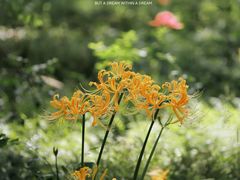 -上海滨江森林公园