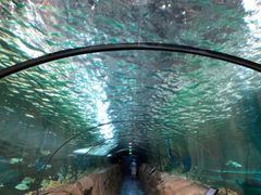 -悉尼海洋生物水族馆