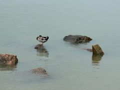 -深圳湾公园(南山区)
