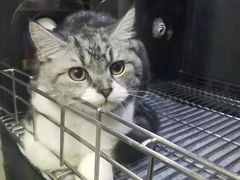 -PETKIT 小佩宠物·低压洗护·美容·寄养(安远店)