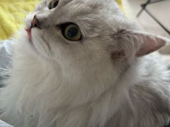-猫大福·Fortune Cat猫舍(百子湾店)