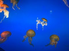 -太平洋海底世界