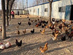 -甜心庄园·甜心草莓采摘园(西青中北店)