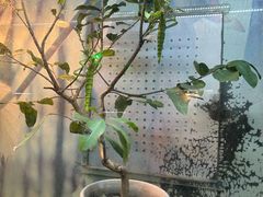 -上海大自然野生昆虫馆(东方明珠·爬宠昆虫探索中心)