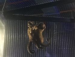 -酷嗒动物文化乐园(cutezoo西溪乐天城店)