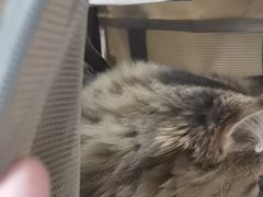 -安安宠医宠物医院·异宠·犬猫内科(岳阳分院)