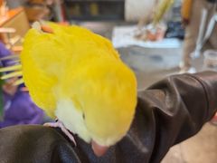 -吉丁鸟咖·异宠·寄养
